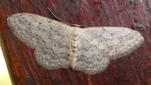 Réf. 261 986 : Idaea seriata